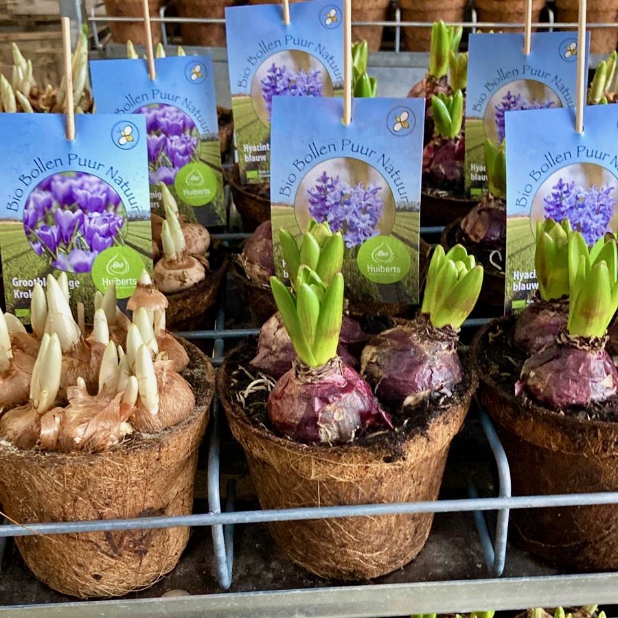 4th and 5th of March organic flower bulbs in our shop
