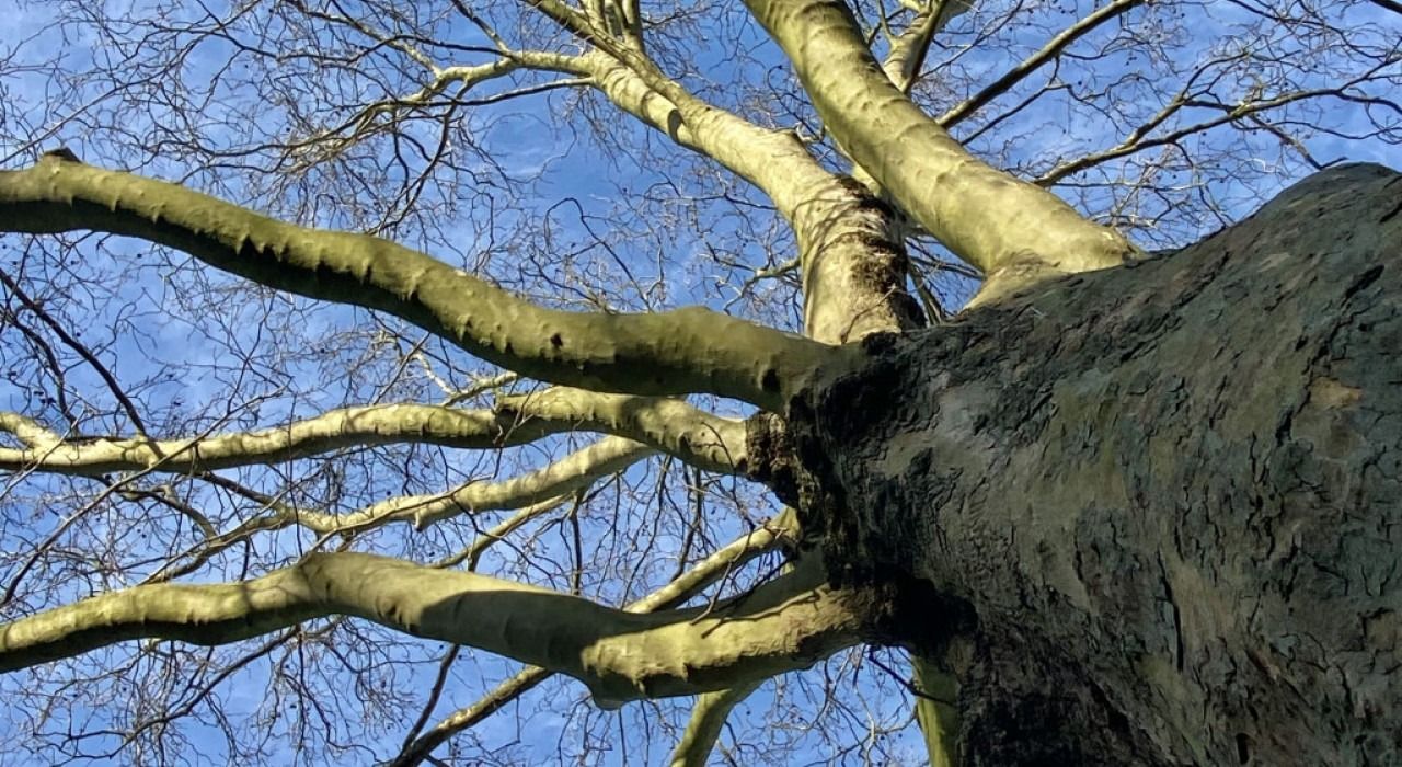 Winterwandeling Beatrixpark: winterkenmerken en winterbloeiers