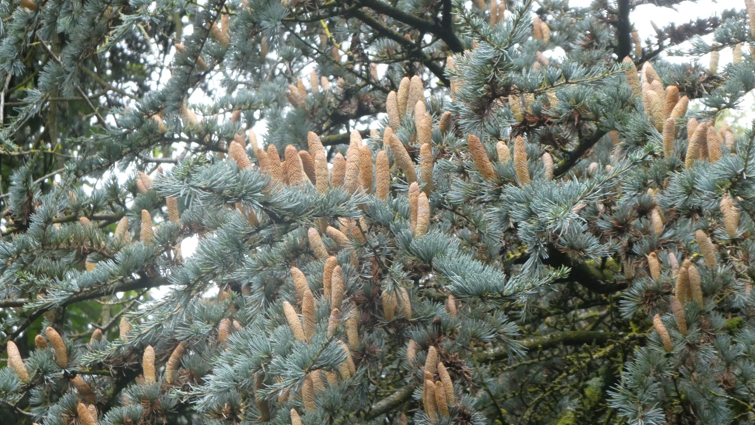 Winterwandeling Beatrixpark: coniferen en ander wintergroen
