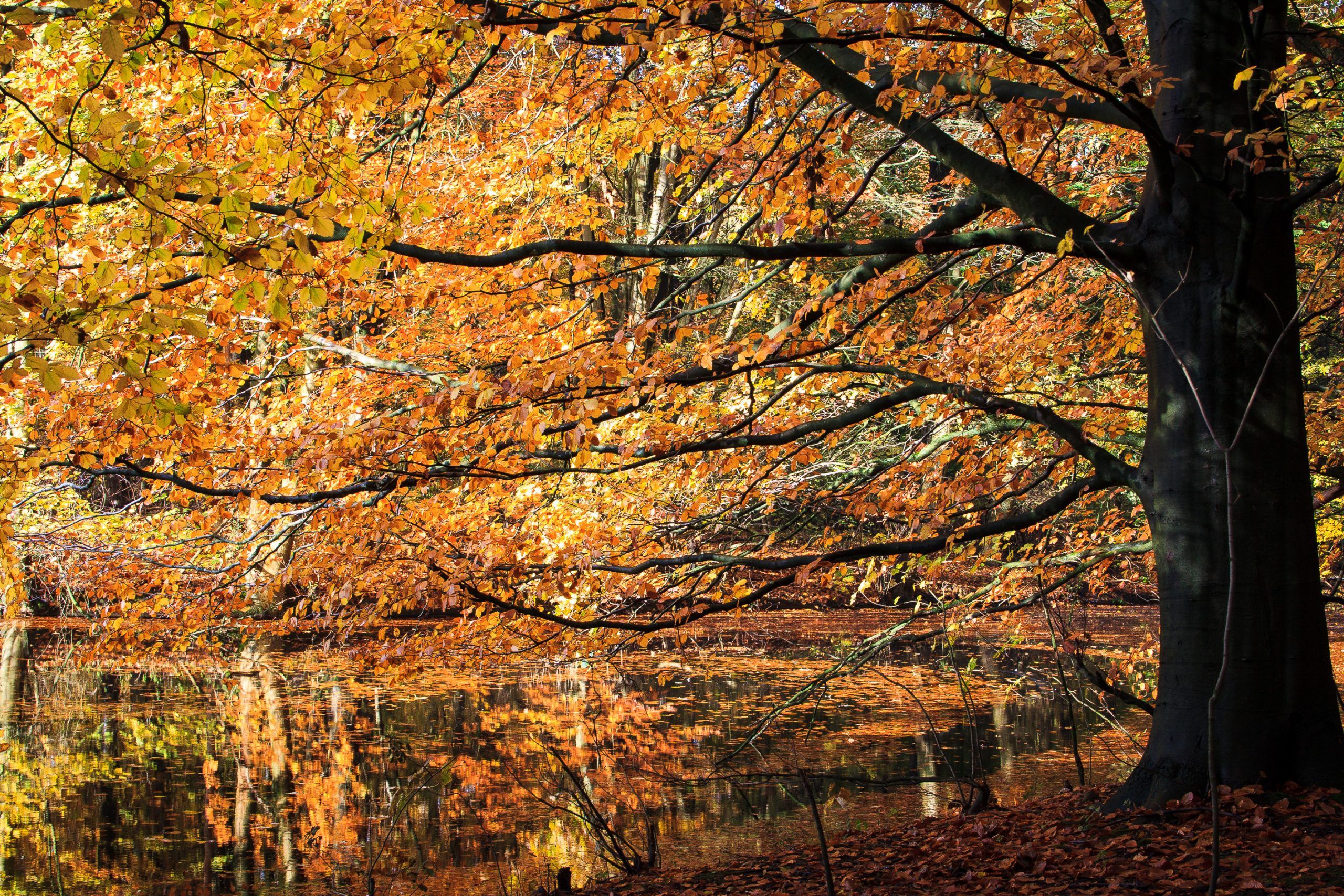 Natuurexcursie door De Braak