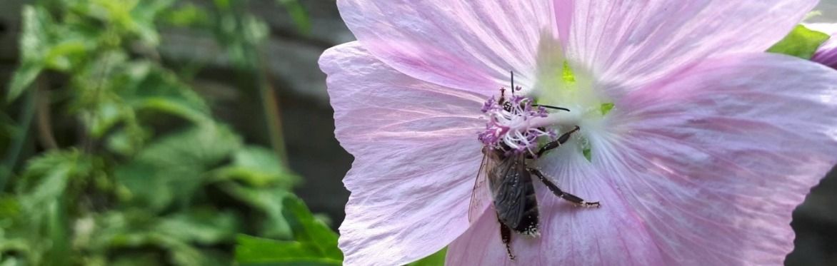 Herbology: wildplukwandelingen in november en december