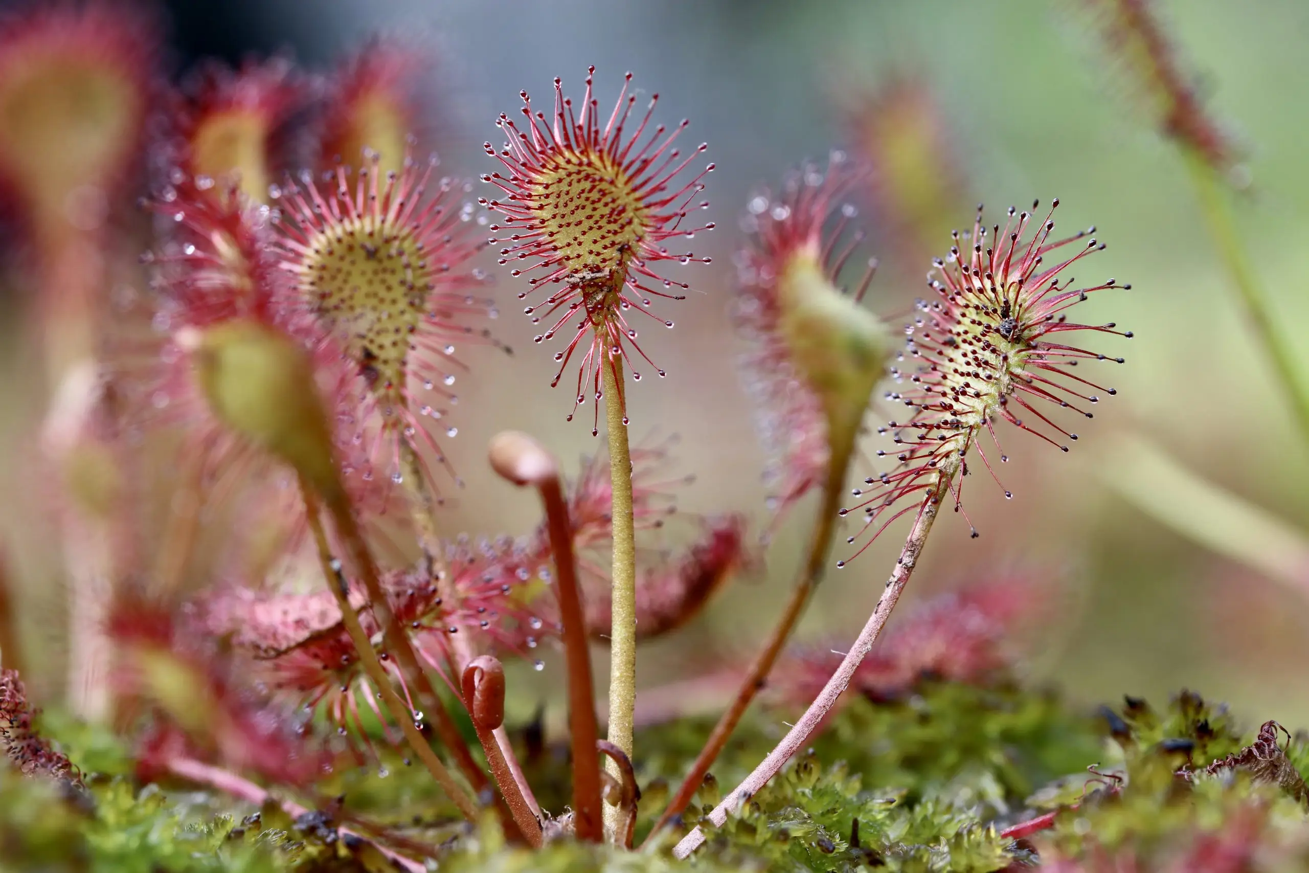 Plant en Klimaat: vierdaagse cursus in de Hortus